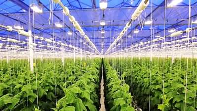 Government Scheme: ખેડૂતોને ગ્રીન હાઉસ બનાવવા માટે સરકાર આપે છે સબસીડી, જાણો યોજનાની વિગતો