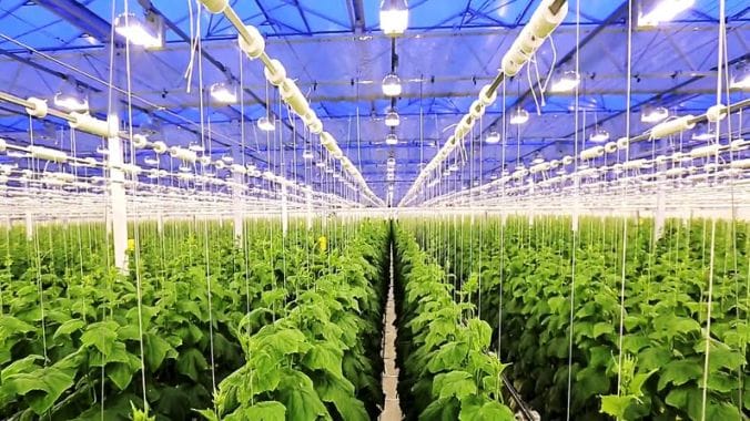 Government Scheme: ખેડૂતોને ગ્રીન હાઉસ બનાવવા માટે સરકાર આપે છે સબસીડી, જાણો યોજનાની વિગતો