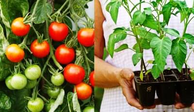 Coco Peat: તમે ઘરે કોકોપીટ બનાવી તેના દ્વારા સરળતાથી ઉગાડી શકો છો શાકભાજી