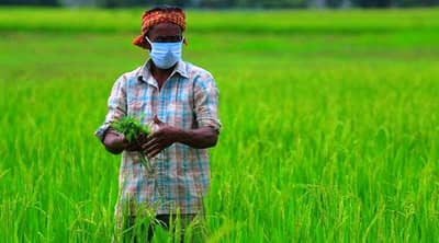 ખેડૂતોએ મે માસમાં શાકભાજી, આદુ, હળદર, બાજરી, મગ અને અડદના પાકમાં કયા ખેતી કાર્યો કરવા, જાણો વિગતો