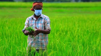 ખેડૂતોએ મે માસમાં શાકભાજી, આદુ, હળદર, બાજરી, મગ અને અડદના પાકમાં કયા ખેતી કાર્યો કરવા, જાણો વિગતો