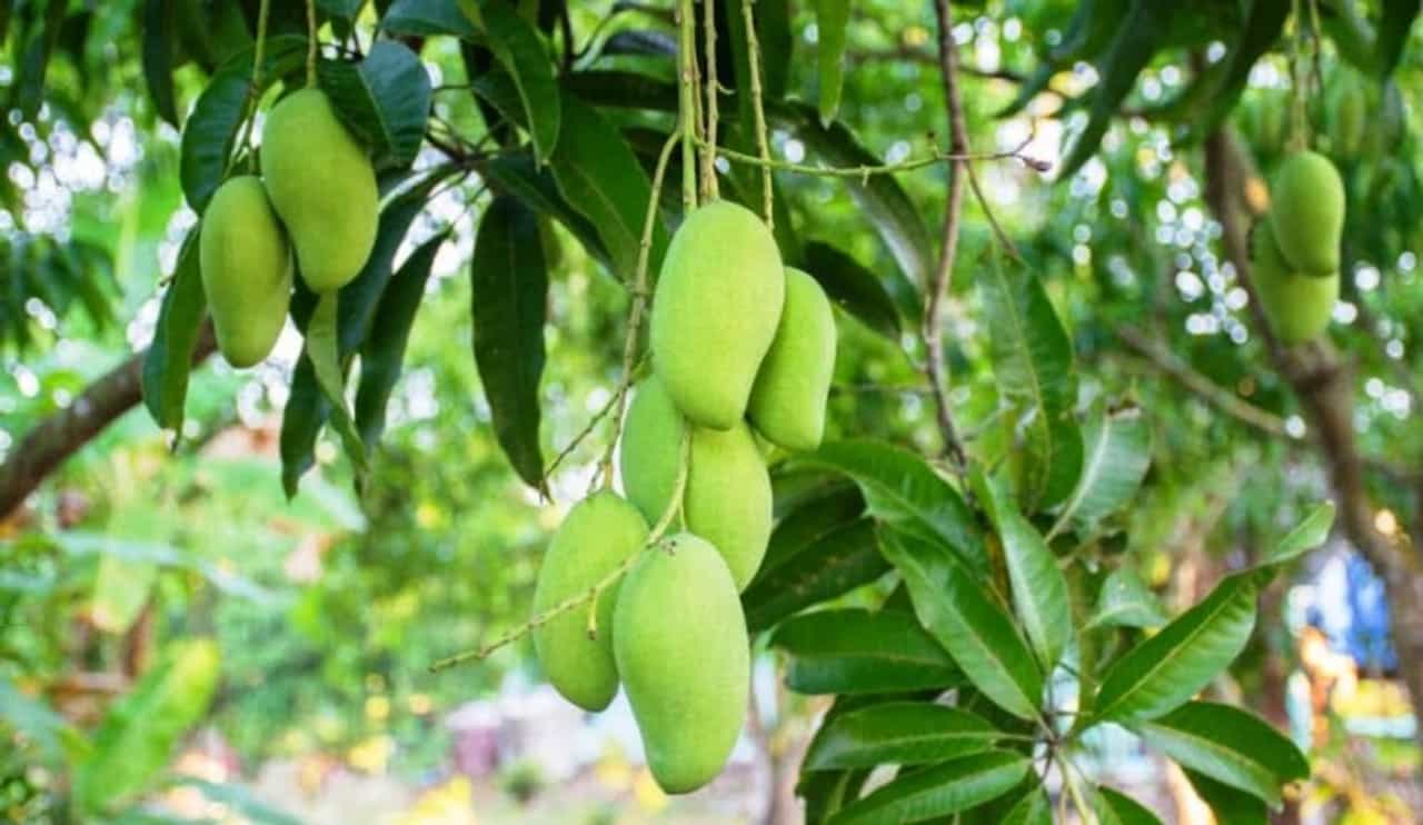 Navsari: કેરી પકવતા ખેડૂતોની વ્હારે આવ્યા કૃષિ વૈજ્ઞાનિકો, કેરીના વેચાણ માટે યુનિવર્સિટીએ શરૂ કર્યું ડિજિટલ પ્લેટફોર્મ