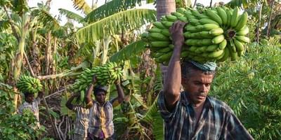 બાગાયતી પાકોની ખેતી કરતા ખેડૂતોએ મે માસમાં કરવાના થતા ખેતી કાર્યો