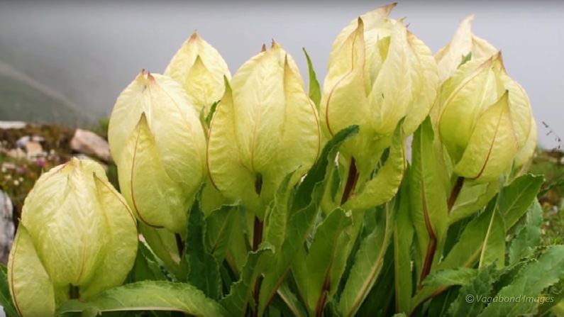આ ફૂલ ખાસ કરીને ઉત્તરાખંડમાં જોવા મળે છે. આ ફૂલ દેશમાં પિંડારીથી લઇને ચિફલા, રપકુંડ, હેમકુંડ, બ્રજગંગા અને કેદારનાથમાં જોવા મળે છે. 