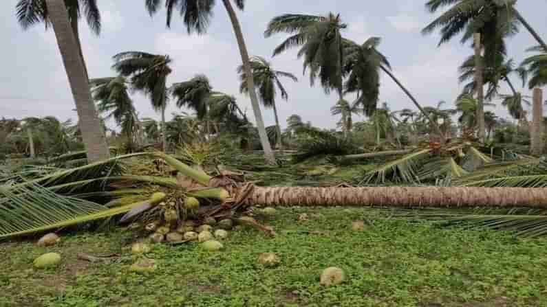 BHAVNAGAR: 50 હજારથી વધારે નાળિયેરી જમીન દોસ્ત થઈ જતા આશરે 5 કરોડથી વધુનું નુકસાન