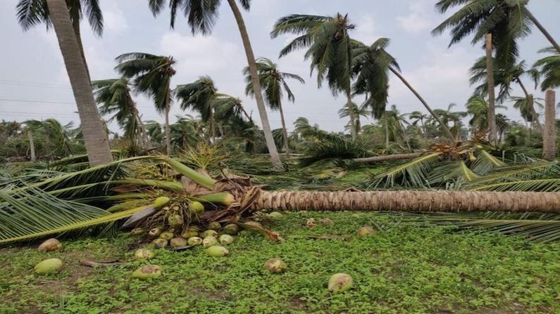 BHAVNAGAR: 50 હજારથી વધારે નાળિયેરી જમીન દોસ્ત થઈ જતા આશરે 5 કરોડથી વધુનું નુકસાન