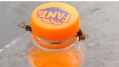 Viral Video : કોલ્ડડ્રિંકસ દિવાની બે મધમાખીઓએ આ રીતે ખોલ્યું ફેન્ટાની બોટલનું ઢાંકણું