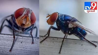 World Bee Day: શું તમે મધમાખીઓ વિશે જાણો છો આ રસપ્રદ બાબતો? જાણીને રહી જશો દંગ