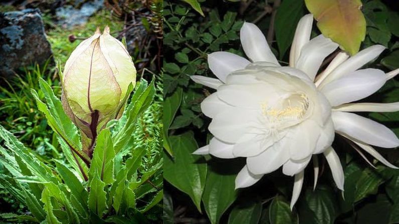 આ ફૂલને અન્ય દૂધાફૂલ, ગલગલ જેવા નામોથી પણ ઓળખાય છે. તેને દિવ્ય ફૂલ પણ કહેવામાં આવે છે. પરંતુ તેનું વૈજ્ઞાનિક નામ સોસેરિયા ઓબોવેલાટા છે.