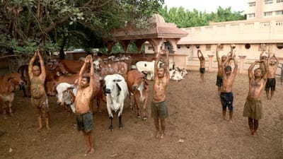 શું ખરેખર ગાયનું છાણ અને ગૌમૂત્ર બચાવે છે કોરોનાથી? જાણો શું કહેવું છે ડોક્ટર્સનું