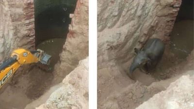 ઊંડા કુવામાં પડી ગયું હાથીનું બચ્ચું, જુઓ JCB ની મદદથી કેવી રીતે બચાવવામાં આવ્યો જીવ