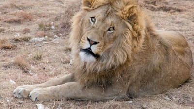 સિંહનું વૈજ્ઞાનિક નામ (Scientific Name) 'પેન્થેરા લીઓ' (Panthera Leo) છે. નાના બાળકો પણ આ પ્રાણી વિશે 'જંગલનાં રાજા' (Lion Scientific Name) ના શીર્ષકને કારણે જાણે છે. સિંહો ઝાડીઓ, ઊંચા ઘાસના મેદાનો, જંગલો અને ખડકાળ ટેકરીઓમાં રહેવાનું પસંદ કરે છે.