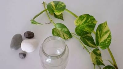 જો આ રીતે વાવો છો ઘરમાં મની પ્લાન્ટ તો થઇ જશો પાયમાલ, જાણો વાસ્તુશાસ્ત્ર