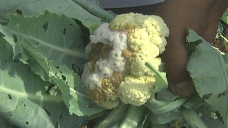 Sabarkantha: Now the fungus is harassing farmers too, Cauliflower production failed due to spread of fungus in the area