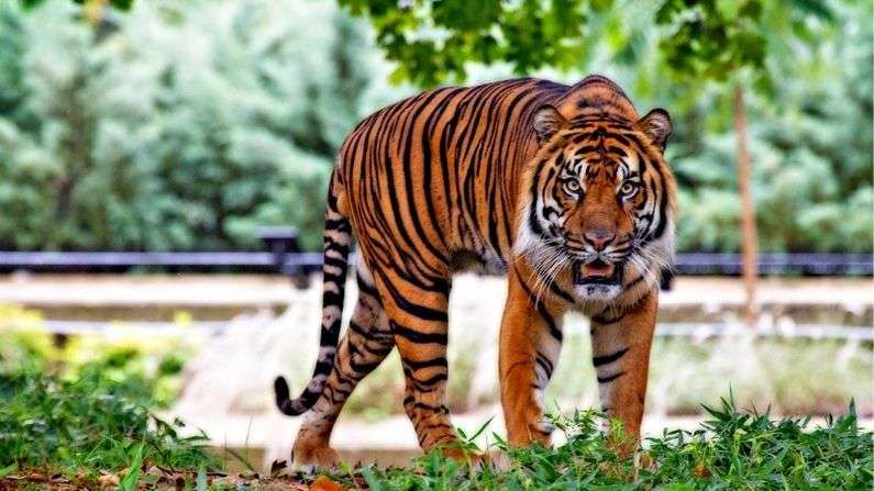વાઘનું વૈજ્ઞાનિક નામ 'પેન્થેરા ટાઇગ્રિસ' (Panthera Tigris) છે. સામાન્ય રીતે એવું કહેવામાં આવે છે કે વાઘ પોતાનો જીવ બચાવવા વસ્તીવાળા પ્રદેશમાં પ્રવેશ કરે છે. તેઓ દર વર્ષે લગભગ 40 થી 50 લોકો પર હુમલો કરે છે (Tiger Scientific Name), જેના કારણે વાઘ પ્રત્યેની જોવાની દ્રષ્ટિ બદલાઈ રહી છે અને તેમની હત્યા કરવામાં આવી રહી છે. જો કે, દરેક વાઘ માનવભક્ષી નથી હોતા.