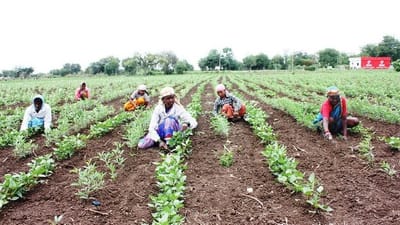 ખેડૂતોએ કઠોળ વર્ગના પાક અને જુવારના પાકમાં આગોતરું આયોજન કેવી રીતે કરવું? વાંચો આ અહેવાલ