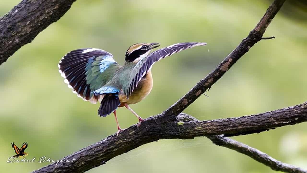 Vadodara : મેઘધનુષના સાત રંગ પણ ચોમાસાની સાચી શોભા તો નવરંગ, એના રંગ વૈભવ સામે મેઘધનુષ ફિક્કું લાગે