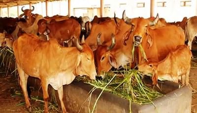 પશુપાલકોને ચોમાસામાં પશુ આહાર અને ખાણદાણ સંબંધિત થતી મુશ્કેલીઓ અને તેનું નિવારણ