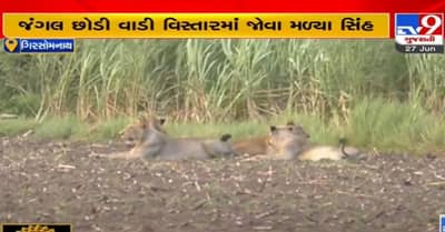 Gir Somnath : કોડીનારના આલીદર ગામે સિંહ પરિવારના ધામા, ખેડૂતો ભયમાં