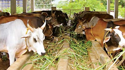 ચોમાસા દરમ્યાન દુધાળ પશુઓને થતા રોગ કેવી રીતે અટકાવી શકાય અને પશુઓની સાર સંભાળ તથા માવજત