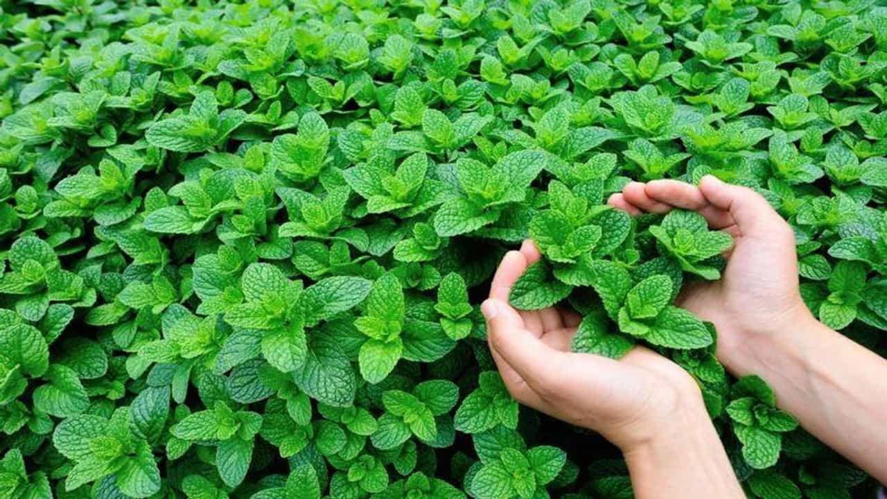Benefits of mint : પાચનશક્તિ વધારવા સહીત ફુદીનાના અનેક ફાયદાઓ છે, આવી રીતે કરો ઉપયોગ