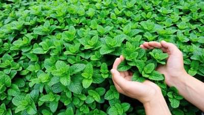 Benefits of mint : પાચનશક્તિ વધારવા સહીત ફુદીનાના અનેક ફાયદાઓ છે, આવી રીતે કરો ઉપયોગ