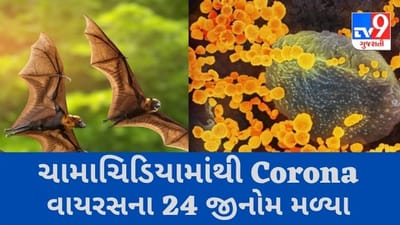 સંકટ : ચીનના વૈજ્ઞાનિકોને ચામાચિડિયામાંથી Corona વાયરસના 24 જીનોમ મળ્યા