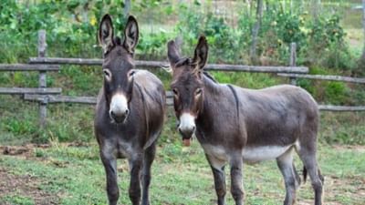 જાણો શું થઈ રહ્યો છે ગધેડાનો ઉપયોગ, કેમ વધી રહી છે કિંમત