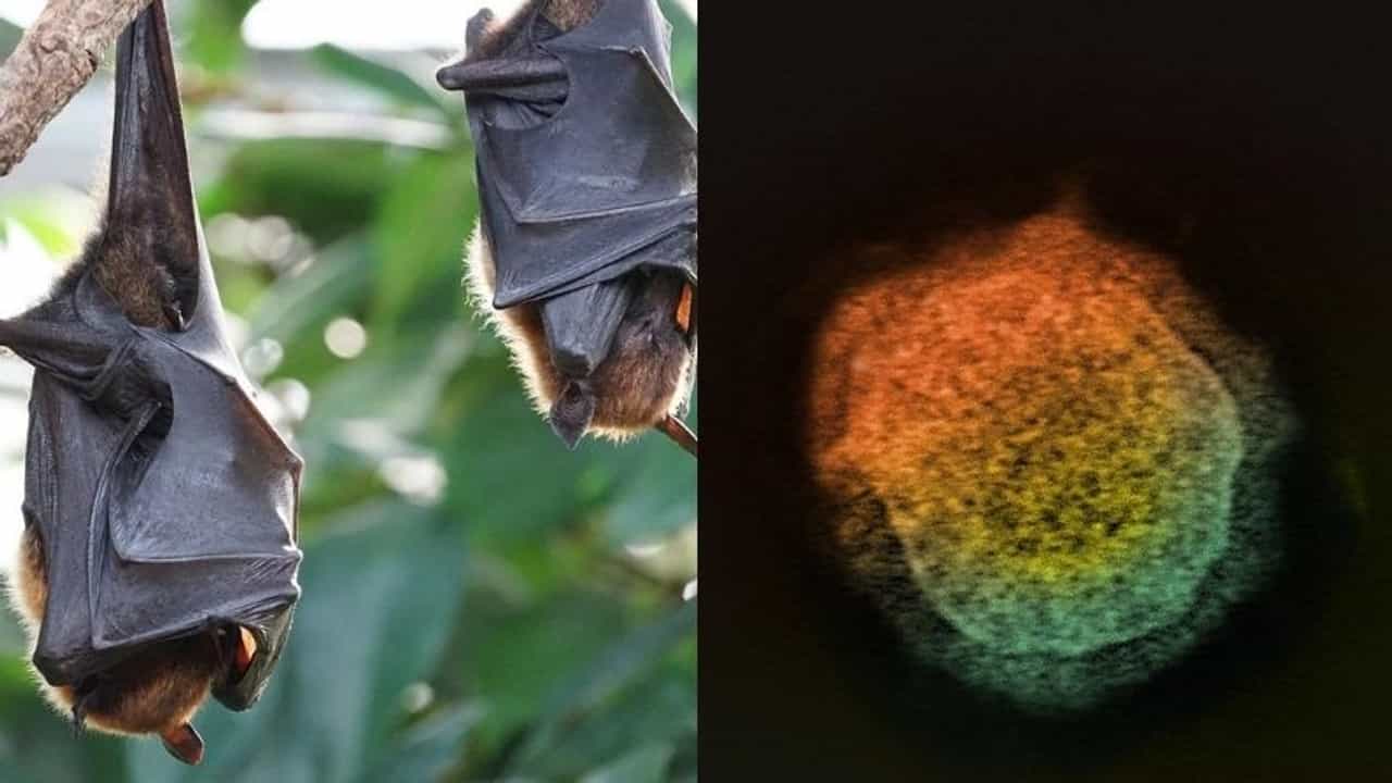 Nipah Virus: કોરોના સામે લડતા કેરળ પર નવો ખતરો, કોઝીકોડમાં નિપાહ વાયરસનો શંકાસ્પદ કેસ સામે આવ્યો