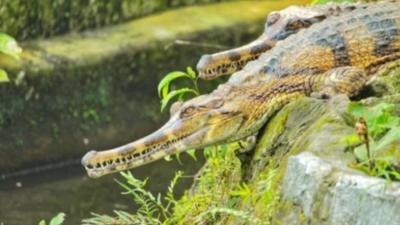 ફોલ્સ ઘડિયાલ/મગર  (false alligator) જેને સેન્યુલોંગ (Senyulong)ના નામથી પણ ઓળખવામાં આવે છે. જે દ્વીપકલ્પ મલેશિયા, બોર્નીયો, સુમાત્રા અને જાવામાં જોવા મળે છે.