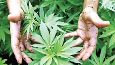 Health News : વૈજ્ઞાનિકોનો દાવો ગાંજાથી થઇ શકે છે મગજ સંબંધી બીમારીઓનો ઇલાજ