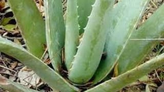 Education  News : એલોવેરામાં હોય છે ઇલેક્ટ્રોનિક મેમરી ઇફેક્ટ, આપણી મેમરીને કરી શકે છે પ્રભાવિત : રિસર્ચ