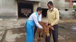 Surat: Vaccination started to protect animals from bacterial measles