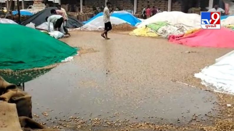 Morbi: Farmers angry over peanut and coriander soaking in Halwad marketyard, demand compensation