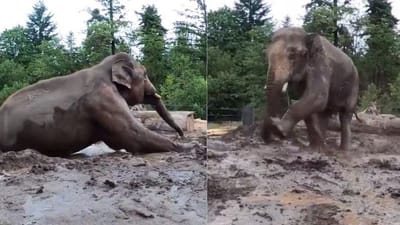 Viral Video: કાદવમાં સ્પા લઈ રહેલા આ હાથીને જોઈને તમને પણ મોજ પડી જશે