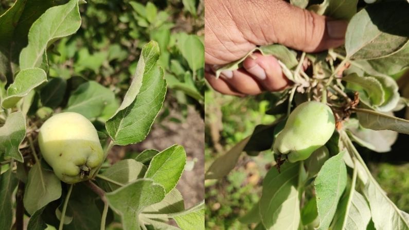 Vadodara: સિમલાના સફરજન બહુ ખાધા, હવે વડોદરાવાસીઓ વેમાર ગામના ખટમીઠા સફરજન ખાવા તૈયાર રહે
