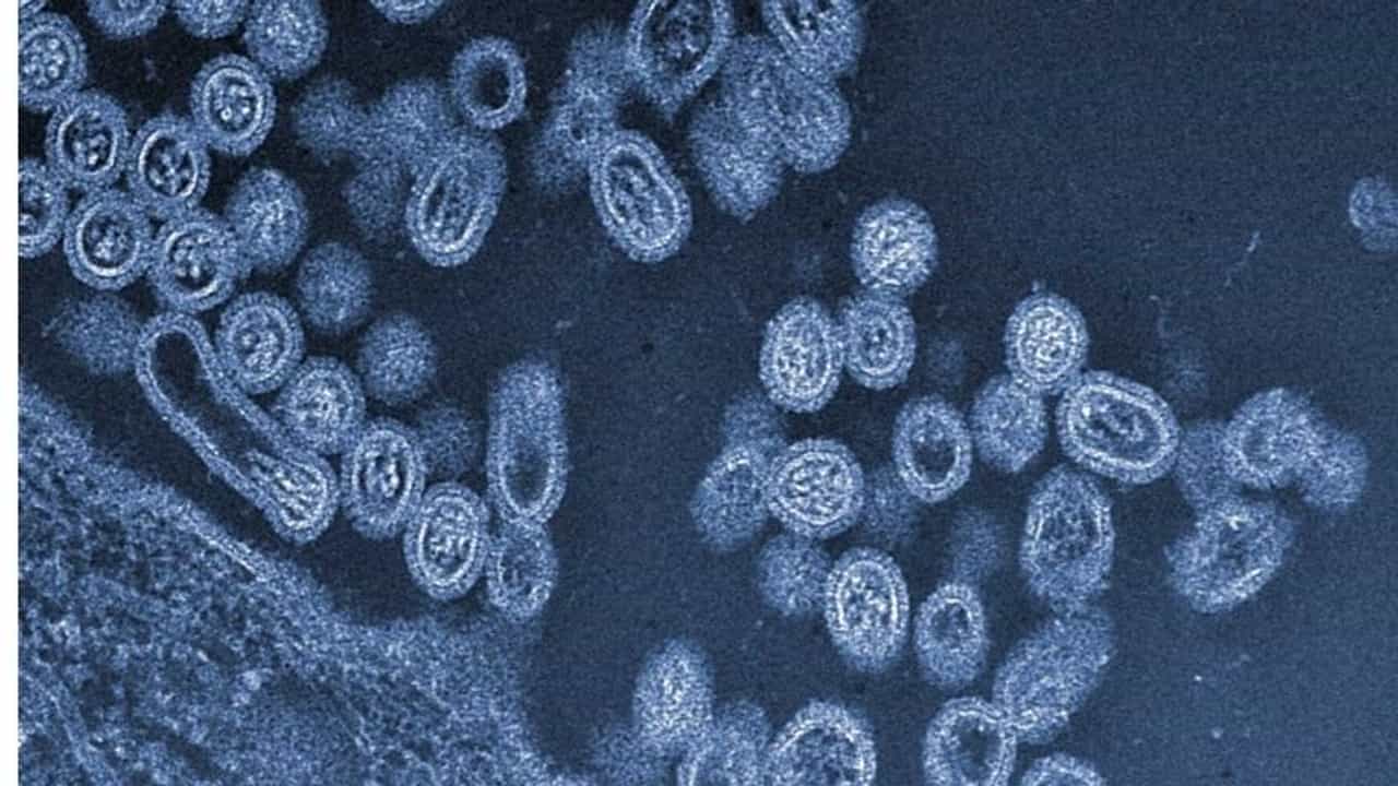 કોરોના મહામારી વચ્ચે ચીનમાં Bird Fluથી સંક્રમિત થયો માનવ, દુનિયાનો પ્રથમ કિસ્સો