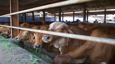 Navsari : પાંજળાપોળને પશુ દીઠ રૂપિયા 4000 આપવાની સરકારની જાહેરાત, છતાં દાતાઓ પર નિર્ભર પાંજરાપોળ