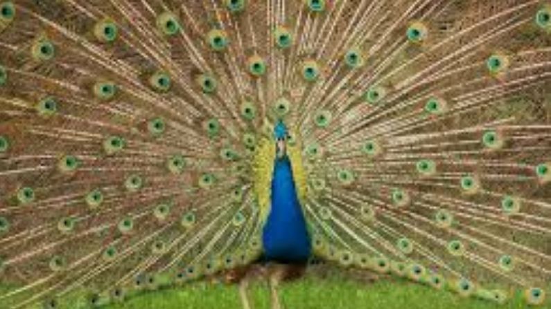 Peacock Viral Video: સ્લોમોશન સ્ટાઈલમાં મોરે કરી કળા, લોકોએ કહ્યું આ છે કુદરતનો કરિશ્મા
