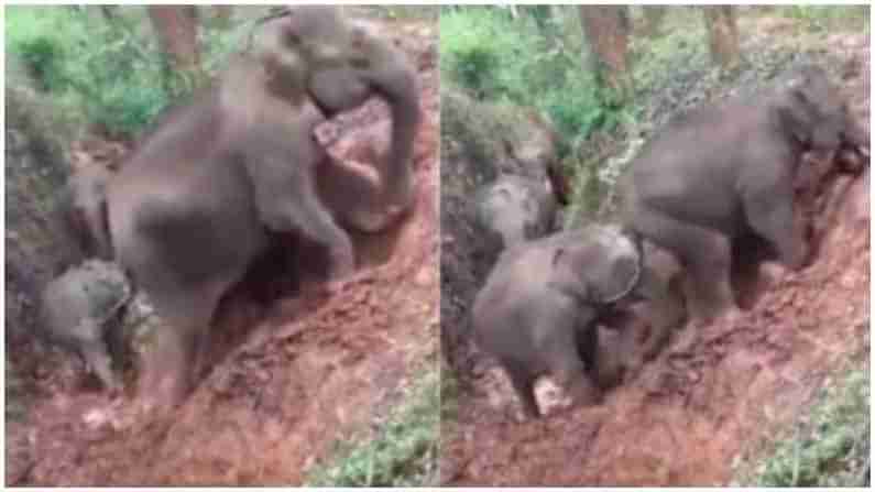 Elephant Viral Video: ઉંચા પહાડો પાર કરવા માટે હાથીઓ અજમાવે છે આ ખાસ ટ્રિક, જુઓ આ વાયરલ થયેલો વિડિયો