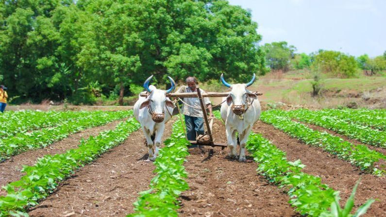 Agriculture Sector: કોરોનાની બીજી લહેરની કૃષિ પર અસર  નહિ થાય: નીતિઆયોગ