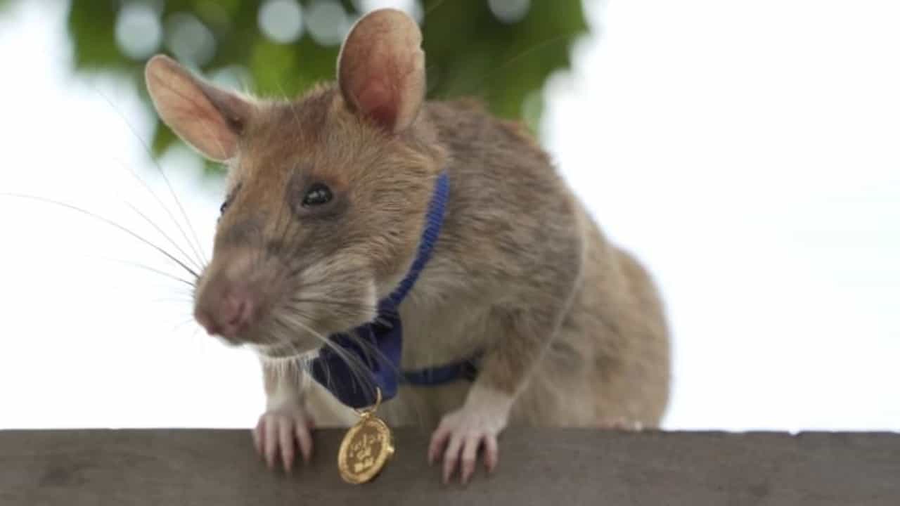 હજારો જીવ બચાવનાર બહાદુર ઉંદર, 5 વર્ષની નોકરી બાદ થયો નિવૃત્ત, જાણો શું કરતો હતો કામ