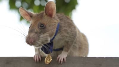 હજારો જીવ બચાવનાર બહાદુર ઉંદર, 5 વર્ષની નોકરી બાદ થયો નિવૃત્ત, જાણો શું કરતો હતો કામ