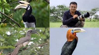 Vadodara: પ્રકૃતિની અનોખી ભેટ જેવું પક્ષી 'ચિલોતરો', તસ્વીરકાર ડો.રાહુલ ભાગવતે ઠેર ઠેર ફરીને વિવિધ પ્રજાતિના ચિલોતરાની લીધી સરસ છબીઓ