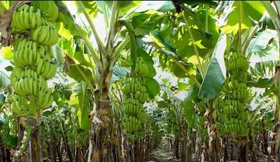 ખેડૂતોએ જુલાઈ માસમાં ફળ પાકમાં કયા ખેતી કાર્યો કરવા તેની માહિતી