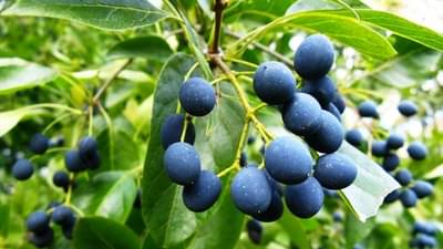 રુદ્રાક્ષ કેવી રીતે બને છે અને તે ક્યાં મળે છે ? જાણો રુદ્રાક્ષ સંબંધિત તમામ માહિતી