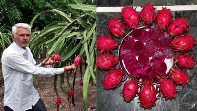 બાગાયત ખેતી તરફ અગ્રેસર બનતું જામનગર, ડ્રેગન ફ્રૂટની ખેતી કરી ખેડૂતે એક જ સીઝનમાં મેળવ્યો 3 લાખથી વધુ નફો