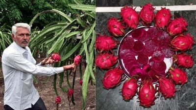 બાગાયત ખેતી તરફ અગ્રેસર બનતું જામનગર, ડ્રેગન ફ્રૂટની ખેતી કરી ખેડૂતે એક જ સીઝનમાં મેળવ્યો 3 લાખથી વધુ નફો