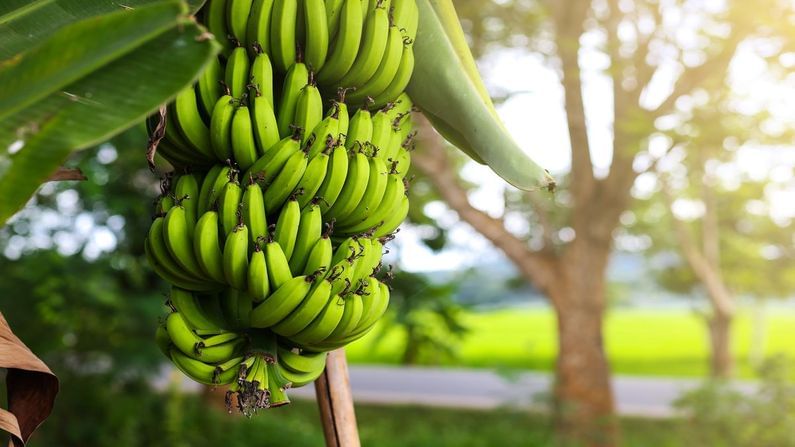 Agriculture : આખરે કેળાનો આકાર કેમ સીધો નથી હોતો ? જાણો વૈજ્ઞાનિક કારણ