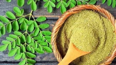 અનેક બિમારીમાં કામ આવે છે સરગવાના પાન, ખેડૂતો ખેતી કરીને કમાઈ શકે છે તગડા પૈસા